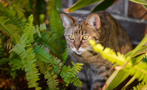 I gatti e le piante tossiche