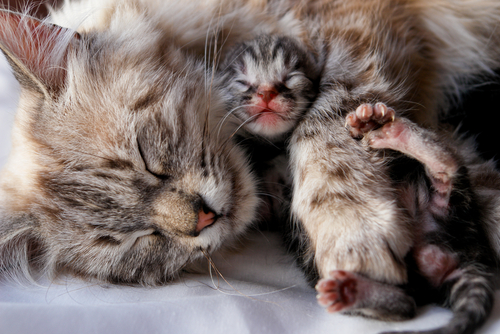 gattini
