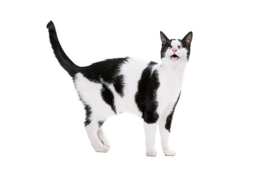 gatto bianco e nero