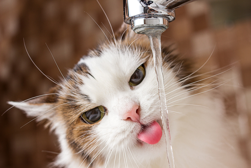 Idratazione dei gatti: bere acqua è imperativo