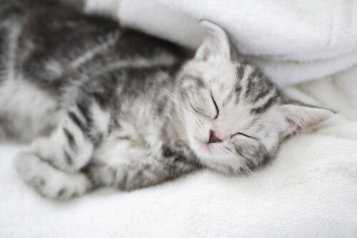 gatto-che-dorme