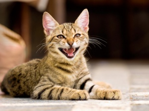 Miagolii a scatti: perché il mio gatto fa così?