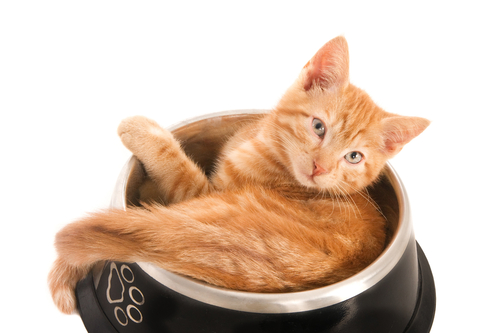 gatto arancione dentro al vaso