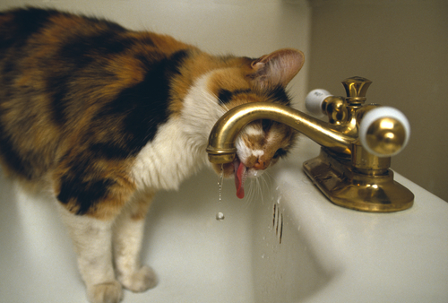gatto-e-rubinetto