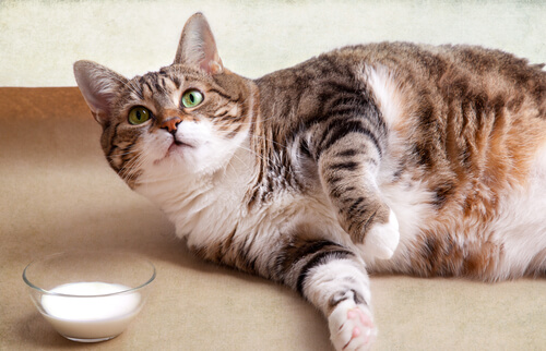 I problemi di salute dei gatti sedentari