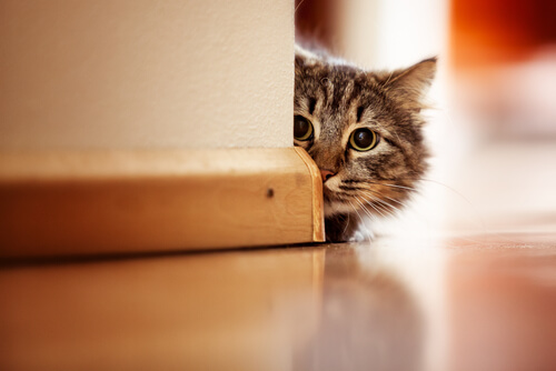 gatto nascosto