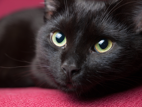 Carattere, bellezza ed eleganza… i gatti neri