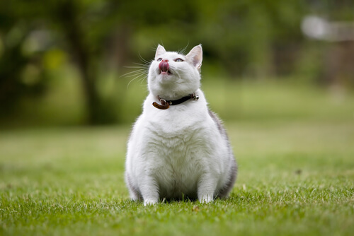 gatto-sovrappeso