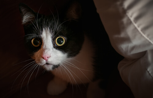 gatto-spaventato