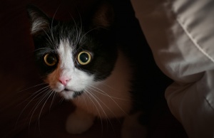 Comportamenti conflittuali nei gatti: paura, fobia e ansia