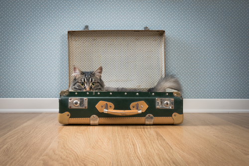 gatto-valigia