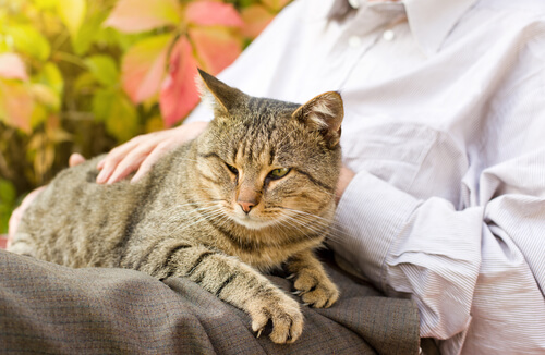gatto-vecchiaia