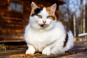 Segnali di invecchiamento nei gatti