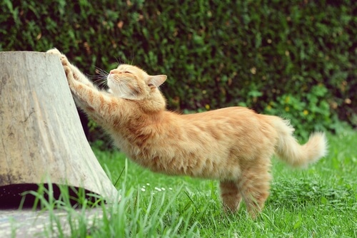 gatto2