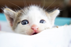 Gli animali piangono?