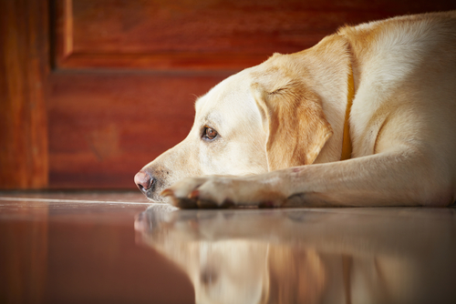 6 soluzioni all'ansia da separazione nei cani