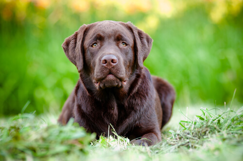 labrador retriever
