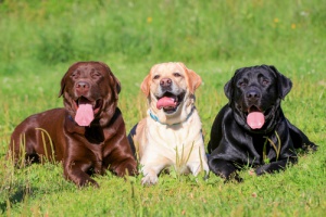 Come allevare un Labrador