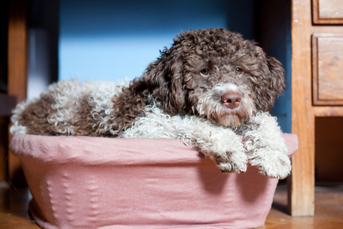 lagotto-romagnolo