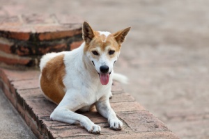 Tutto sulla leishmaniosi canina