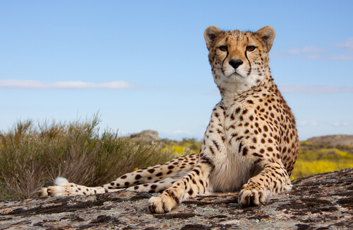 leopardo