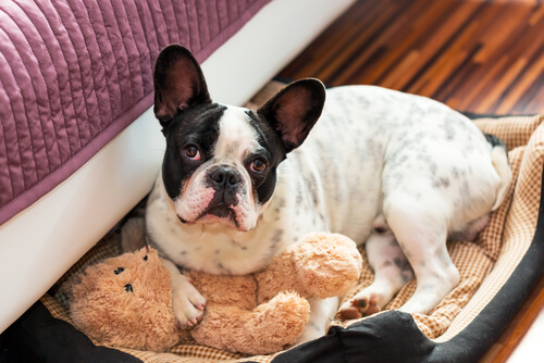 letto-cani