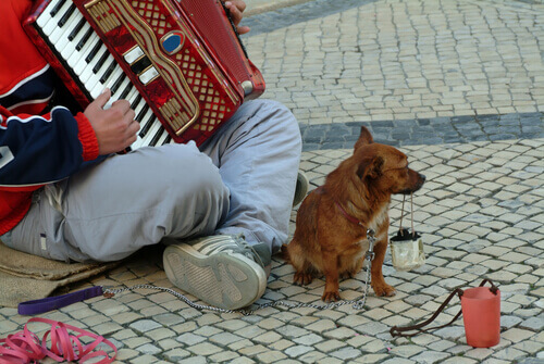 mendicante e cane 2