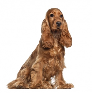 Come individuare per tempo l'otite canina