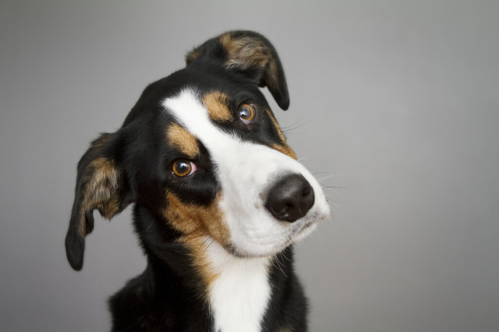 otite-canina2