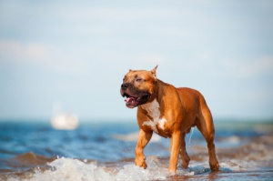 L'American Pit Bull Terrier: un amico fedele