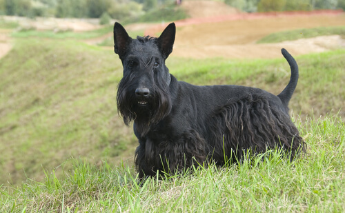 scottish-terrier
