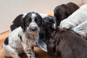 Alimentazione attiva e passiva dei cani