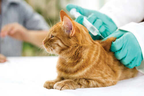 Vaccini per gatti: il veterinario, il nostro miglior alleato