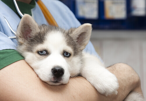Linee guida per la vaccinazione del cucciolo