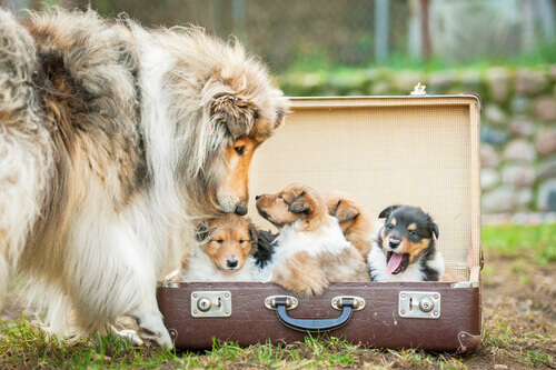 Trasformare vecchie valigie in cucce per cani
