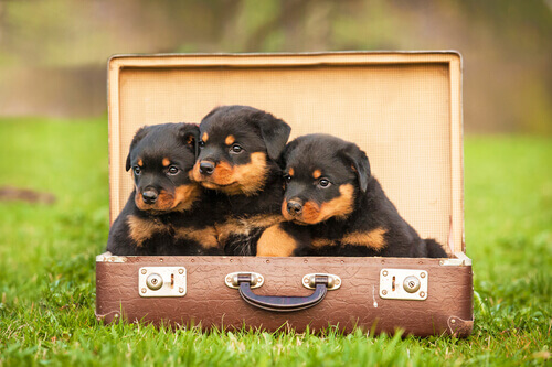 valigia-letto-cane2