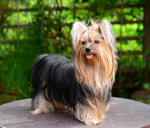 Tutto ciò che c'è da sapere sullo Yorkshire Terrier
