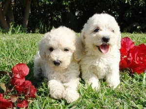 Il Cava-poo-chon: cani sempre cuccioli e che non abbaiano