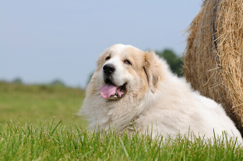 Il kuvasz, un cane gigante