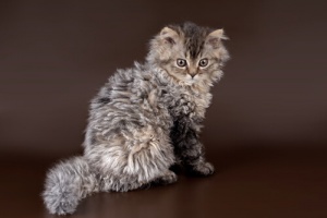 Selkirk Rex: il gatto pecora