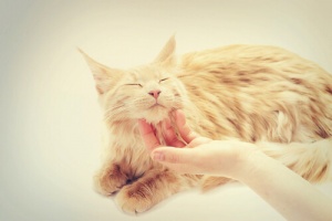 Come si accarezza correttamente un gatto