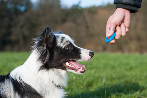 Clicker Con Cinturino Clicker Per Addestramento Cani - 4 Pezzi Con Cinturino, Per Cuccioli, Gatti E Uccelli Clicker Per Animali Domestici