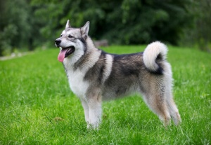 Tutto ciò che c'è da sapere sull'alaskan malamute