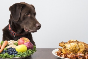 Alimentazione vegana per il nostro cane: sì o no?