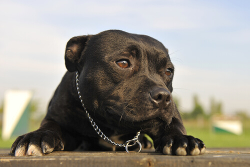 american-pitbull-terrier