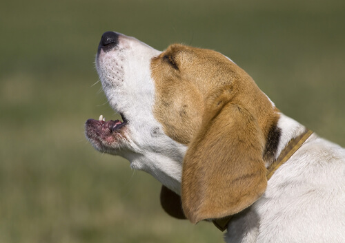 beagle-che-abbaia