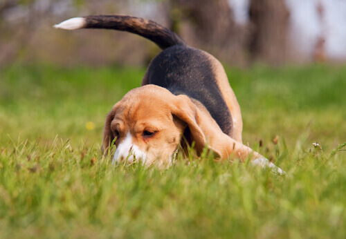 beagle-fiutando
