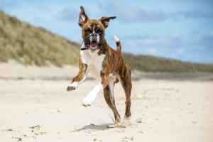 Come educare correttamente un boxer