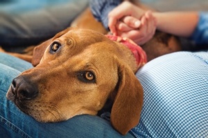 Gravidanza psicologica nei cani, scopri di più su questo argomento!