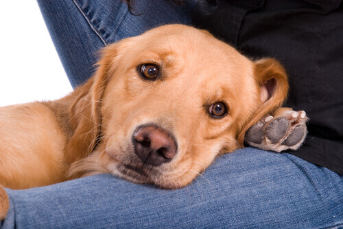 Perché i cani cercano costanti attenzioni?